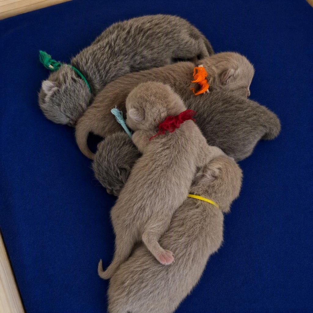 Die fünf BKH-Kitten mit farbigen Bändchen aneinandergekuschelt