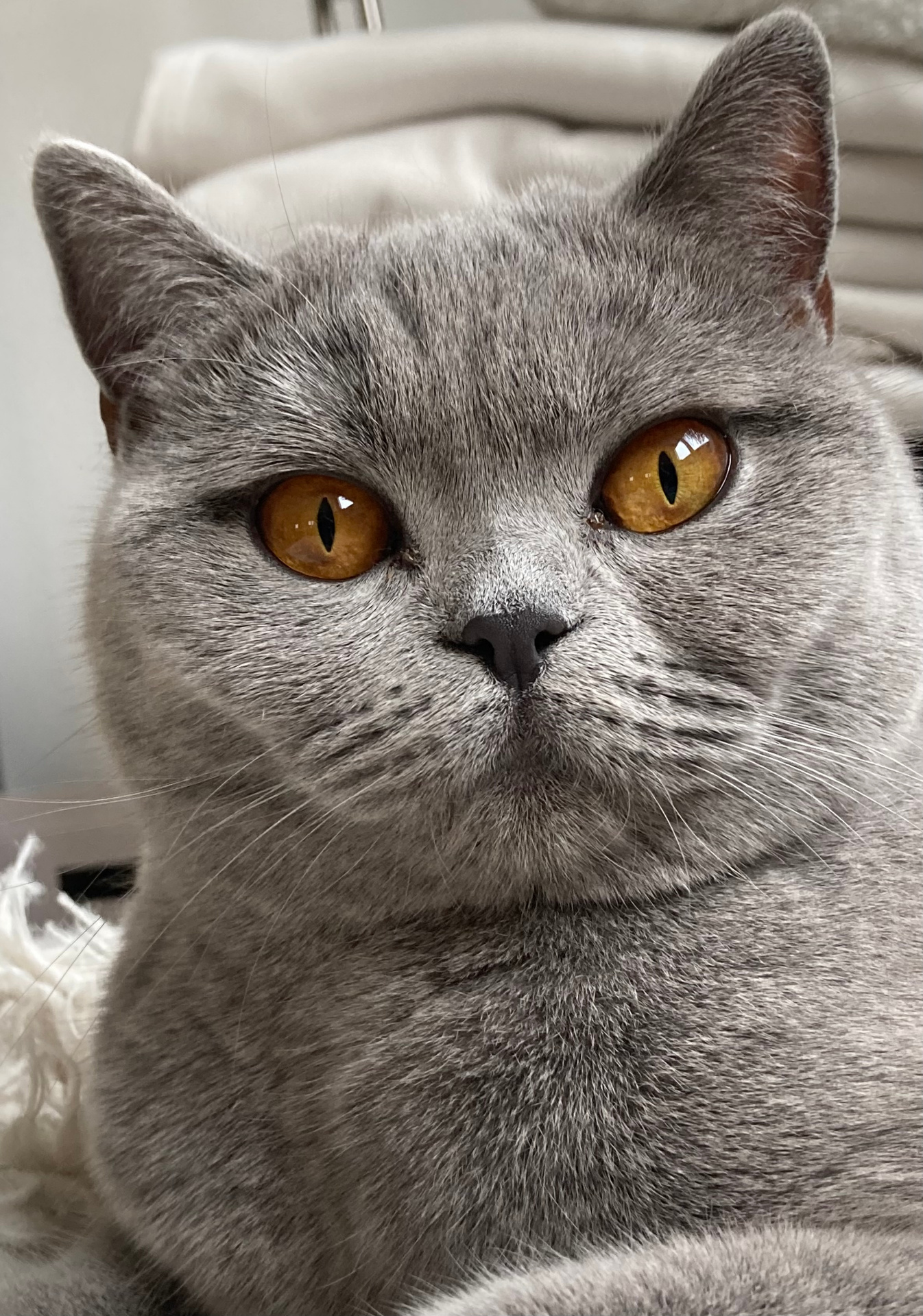 Arya (Garibaldi's Arya) – Britisch Kurzhaar BKH Blue, Zuchtkatze der Hobbyzucht BKH vom Dunkelwald in Sexau bei Freiburg